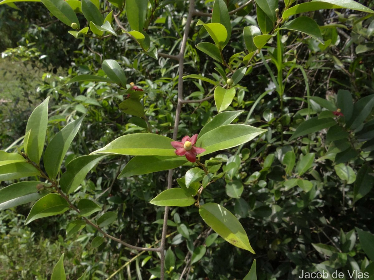 Uvaria zeylanica L.